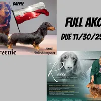 Polish/russian Akc, a male Dachshund for sale in Oneonta, NY – Photo 2 of 6