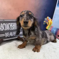 Polish/russian Akc, a male Dachshund for sale in Oneonta, NY – Photo 3 of 6