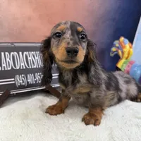 Polish/russian Akc, a male Dachshund for sale in Oneonta, NY – Photo 1 of 6