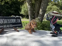 Russian, a female Miniature Dachshund for sale in Oneonta, NY – 9 of 9