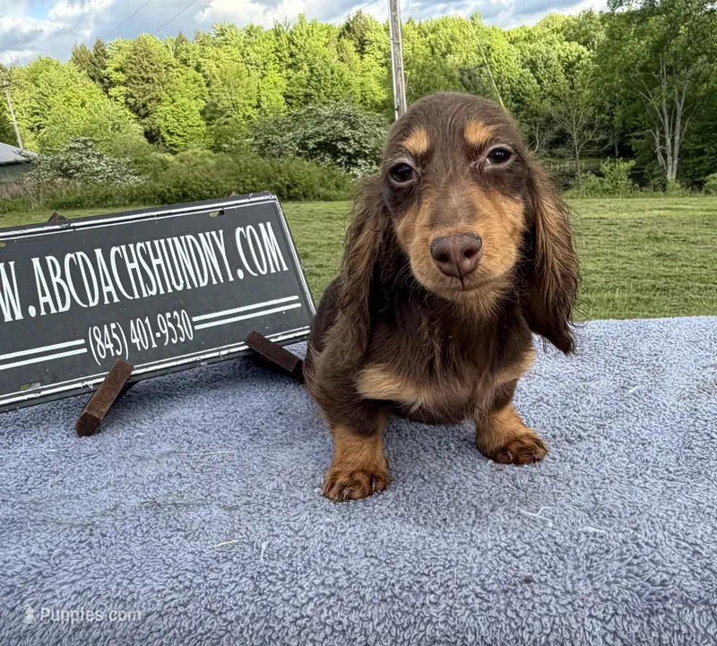 Russian akc – Miniature Dachshund puppy for sale in Oneonta, NY
