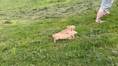 Eng Cream, a male Miniature Dachshund for sale in Oneonta, NY – 9 of 10