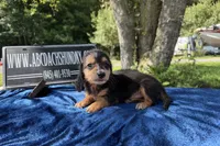 Russian, a male Miniature Dachshund for sale in Oneonta, NY – 4 of 5