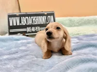 AKC S.African, a male Miniature Dachshund for sale in Oneonta, NY – 1 of 10