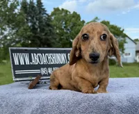 Smooth Brindle, a male Miniature Dachshund for sale in Oneonta, NY – 8 of 10