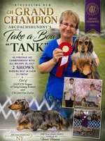 Champion bred AKC import Smooth’s dapple, a male Miniature Dachshund for sale in Oneonta, NY – 6 of 10