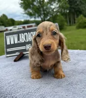 Ch Russian line, a male Miniature Dachshund for sale in Oneonta, NY – 5 of 10