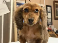 2 blue eyes russian, a male Miniature Dachshund for sale in Oneonta, NY – 4 of 10