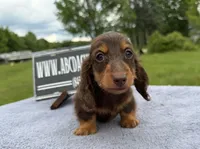 Ch Russian, a male Miniature Dachshund for sale in Oneonta, NY – 2 of 10