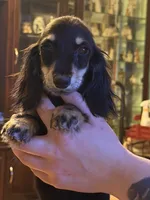 Ch import akc, a female Miniature Dachshund for sale in Oneonta, NY – 8 of 9