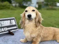 Cream  import, a male Miniature Dachshund for sale in Oneonta, NY – 4 of 9
