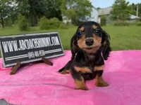 Russian sale, a female Miniature Dachshund for sale in Oneonta, NY – 6 of 10
