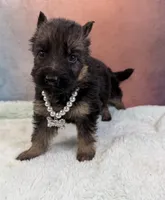 Ch sired LH red import full akc, a female German Shepherd Dog for sale in Oneonta, NY – Photo 2 of 10