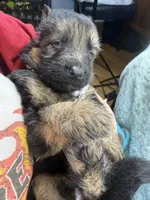 Ch sired LH red import full akc, a female German Shepherd Dog for sale in Oneonta, NY – Photo 7 of 10