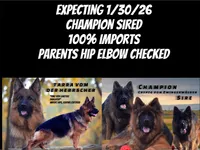 Ch sired LH red import full akc, a female German Shepherd Dog for sale in Oneonta, NY – Photo 9 of 10