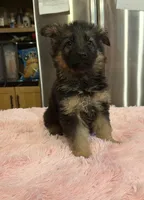 Ch sired LH red import full akc, a female German Shepherd Dog for sale in Oneonta, NY – Photo 8 of 10