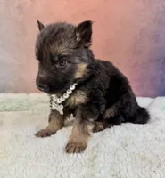 Ch sired LH red import full akc, a female German Shepherd Dog for sale in Oneonta, NY – Photo 6 of 10