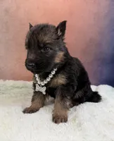 Ch sired LH red import full akc, a female German Shepherd Dog for sale in Oneonta, NY – Photo 4 of 10