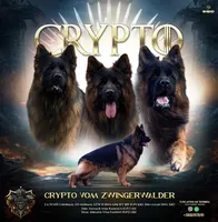 Ch sired LH red import full akc, a female German Shepherd Dog for sale in Oneonta, NY – Photo 8 of 10