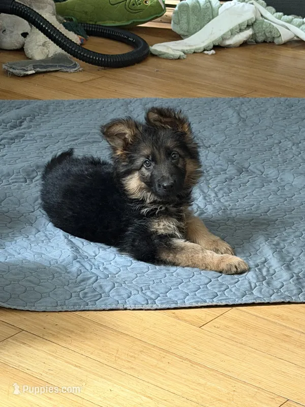 Ch sired LH red import full akc – German Shepherd Dog puppy for sale in Oneonta, NY