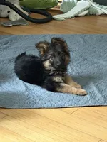 Ch sired LH red import full akc, a female German Shepherd Dog for sale in Oneonta, NY – Photo 1 of 10