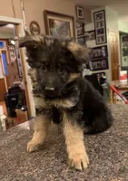 Ch sired LH red import full akc, a female German Shepherd Dog for sale in Oneonta, NY – Photo 9 of 10