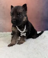 Ch sired LH red import full akc, a female German Shepherd Dog for sale in Oneonta, NY – Photo 3 of 10