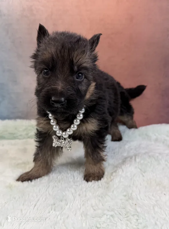 Ch sired LH red import full akc – German Shepherd Dog puppy for sale in Oneonta, NY