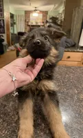 Ch sired LH red import full akc, a female German Shepherd Dog for sale in Oneonta, NY – Photo 10 of 10