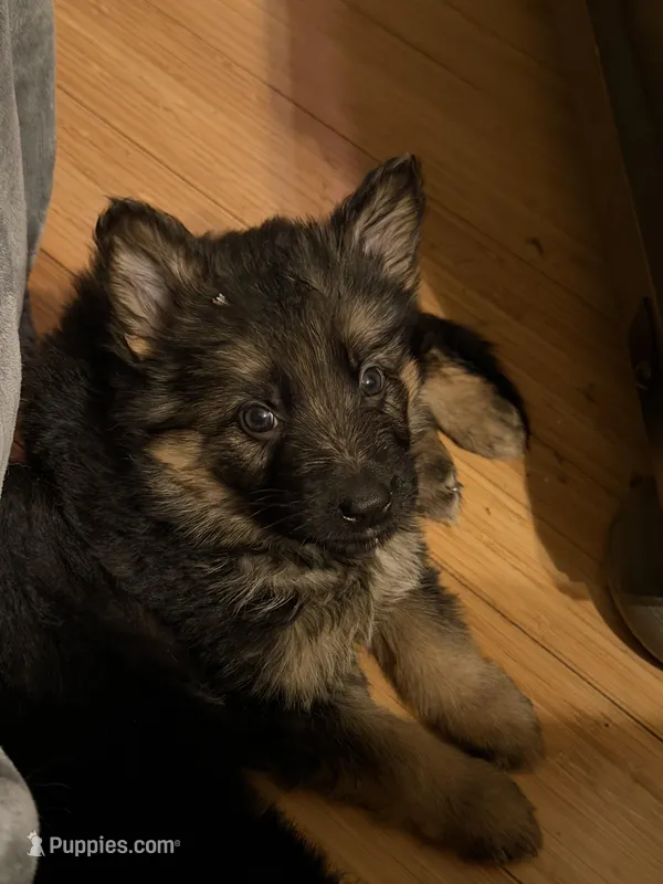 Ch sired LH red import full akc – German Shepherd Dog puppy for sale in Oneonta, NY