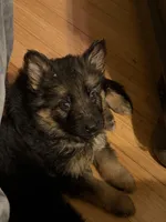 Ch sired LH red import full akc, a female German Shepherd Dog for sale in Oneonta, NY – Photo 2 of 10