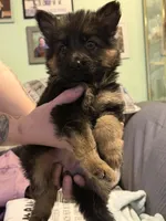 Ch sired LH red import full akc, a female German Shepherd Dog for sale in Oneonta, NY – Photo 3 of 10