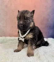 Ch sired LH red import full akc, a female German Shepherd Dog for sale in Oneonta, NY – Photo 5 of 10