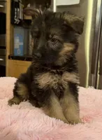 Ch sired LH red import full akc, a female German Shepherd Dog for sale in Oneonta, NY – Photo 7 of 10