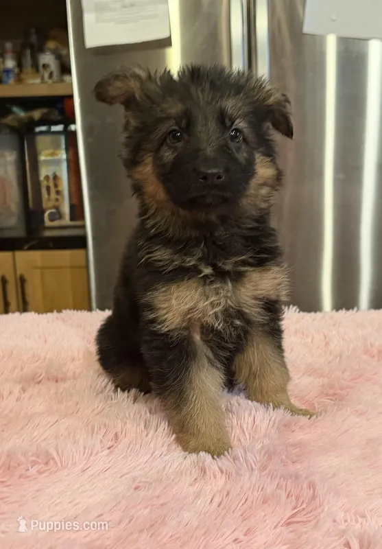 Ch sired LH red import full akc – German Shepherd Dog puppy for sale in Oneonta, NY