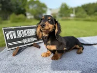 Russian Carrie’s cream sale, a male Miniature Dachshund for sale in Oneonta, NY – 10 of 10