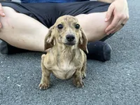 Cream Brindle AKC, a female Miniature Dachshund for sale in Oneonta, NY – 4 of 7