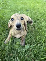 Cream Brindle AKC, a female Miniature Dachshund for sale in Oneonta, NY – 6 of 7