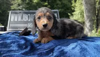 Russian pol, a male Miniature Dachshund for sale in Oneonta, NY – 2 of 9