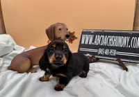Russian AKC LH, a male Miniature Dachshund for sale in Oneonta, NY – 2 of 9