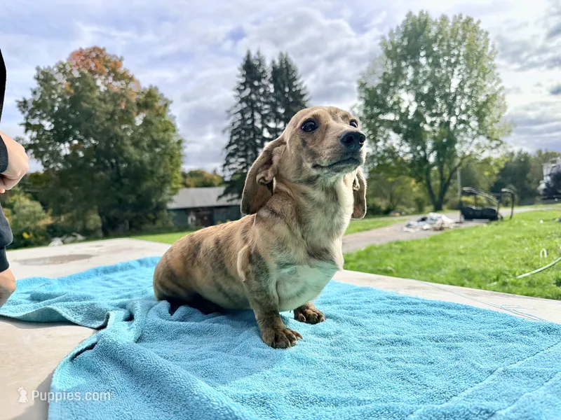 Cream Brindle AKC – Miniature Dachshund puppy for sale in Oneonta, NY