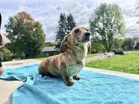 Cream Brindle full AKC, a female Miniature Dachshund for sale in Oneonta, NY – 1 of 10