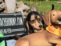 Russian, a male Miniature Dachshund for sale in Oneonta, NY – 7 of 7