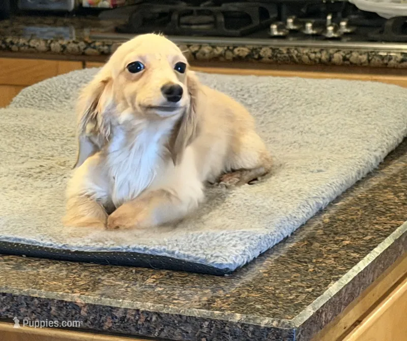AKC ee pra clear – Miniature Dachshund puppy for sale in Oneonta, NY