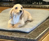 AKC ee pra clear, a female Miniature Dachshund for sale in Oneonta, NY – 1 of 7