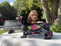 Russian, a female Miniature Dachshund for sale in Oneonta, NY – 3 of 9