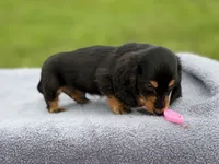 Ch russian, a male Miniature Dachshund for sale in Oneonta, NY – 7 of 10