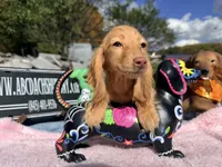 Russian AKC Carrie’s cream, a female Miniature Dachshund for sale in Oneonta, NY – 2 of 7
