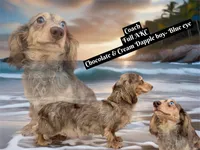 Choc cream Dapple AKC blue eye!!!, a male Miniature Dachshund for sale in Oneonta, NY – 9 of 10