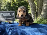 Russian pol, a male Miniature Dachshund for sale in Oneonta, NY – 9 of 9